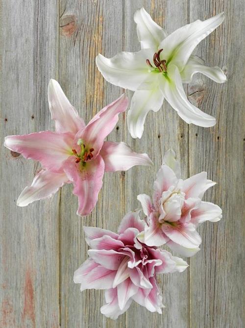 3/5 Bloom Rose, Pink And White  Assorted Oriental Lily